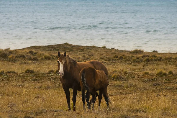 パタゴニアの風景で彼女の子牛を吸う母馬 San Pablo Cape Tierra Del Fuego Argentina — ストック写真