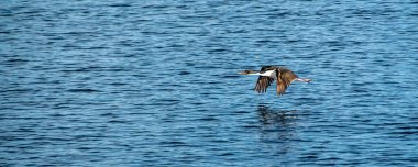 Deniz kuşu biegle kanalı üzerinde uçuyor su, tierra del fuego ulusal parkı, ushuaia, Arjantin