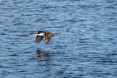 Deniz kuşu biegle kanalı üzerinde uçuyor su, tierra del fuego ulusal parkı, ushuaia, Arjantin