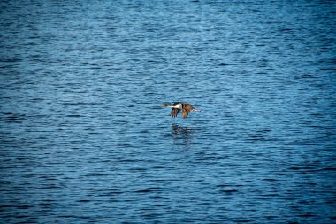 Deniz kuşu biegle kanalı üzerinde uçuyor su, tierra del fuego ulusal parkı, ushuaia, Arjantin