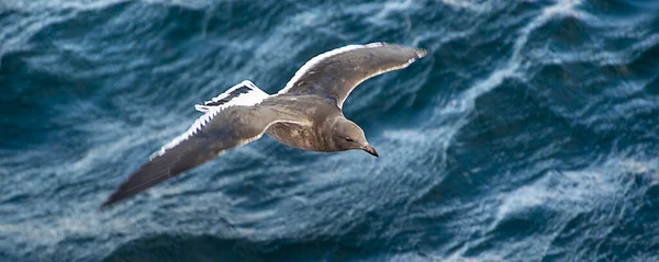 Θαλάσσιο Πουλί Που Πετά Πάνω Από Κανάλι Biegle Νερό Tierra — Φωτογραφία Αρχείου