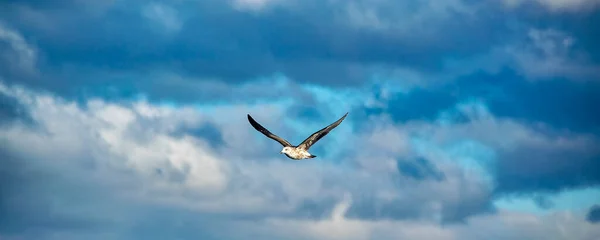 Oiseau Mer Volant Dessus Ciel Nuageux Parc National Terre Fuego — Photo