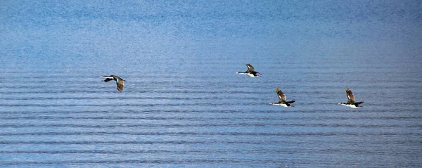 海の鳥は 胆道の水の上を飛んで ティエラ フエゴ国立公園 Ushuaia Argentina — ストック写真