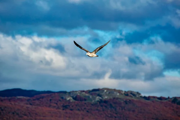 Морські Птахи Літають Над Хмарним Небом Національний Парк Tierra Del — стокове фото