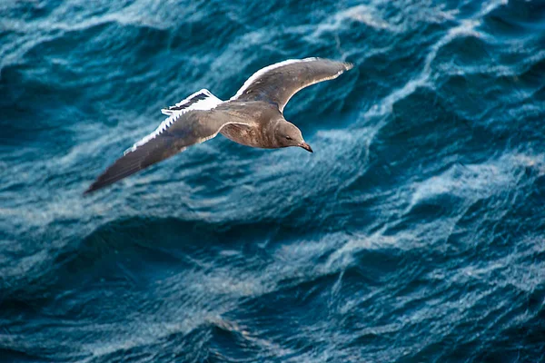 Θαλάσσιο Πουλί Που Πετά Πάνω Από Κανάλι Biegle Νερό Tierra — Φωτογραφία Αρχείου