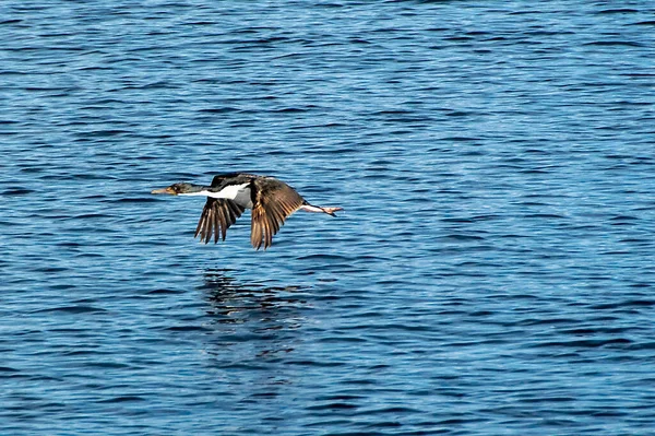 Морская Птица Пролетающая Над Каналом Бигле Национальный Парк Tierra Del — стоковое фото