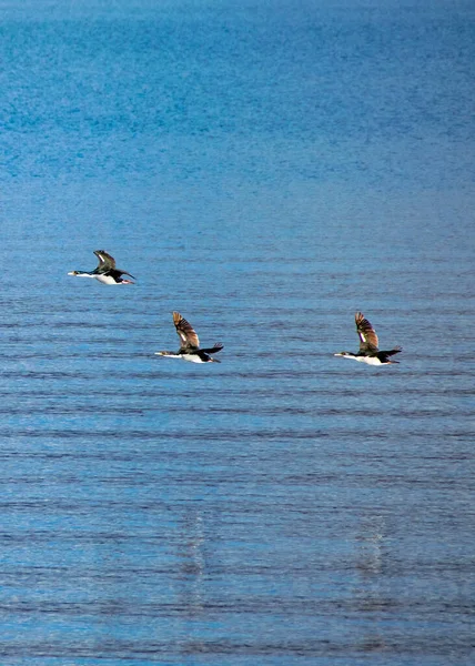 Aves Marinas Sobrevolando Canal Biegle Parque Nacional Tierra Del Fuego — Foto de Stock