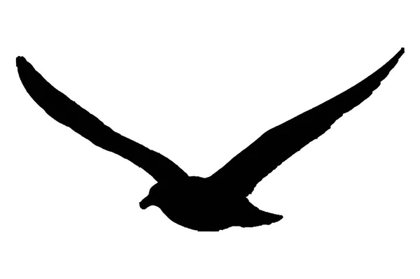 Büyük Açık Kanatlı Kuş Beyaz Arkaplan Grafiğinde Izole Uçuyor — Stok fotoğraf