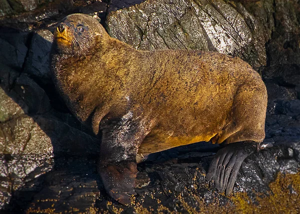 Zeeleeuw Rustend Rotsachtig Eiland Beagle Channel Ushuaia Tierra Del Fuego — Stockfoto