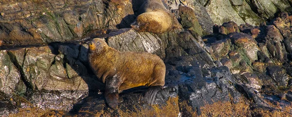 Lwy Morskie Spoczywające Skalistej Wyspie Kanał Beagle Ushuaia Tierra Del — Zdjęcie stockowe