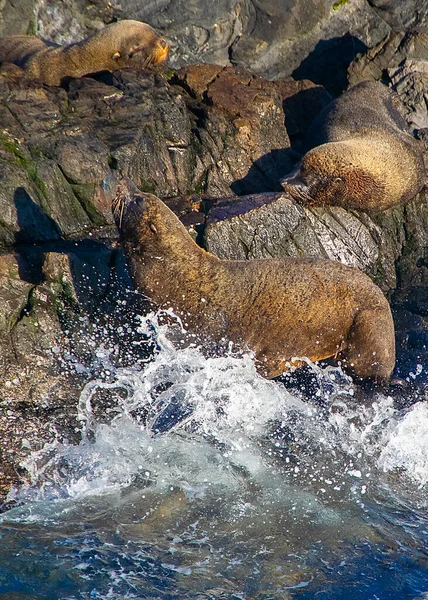Lobos Marinos Descansando Isla Rocosa Canal Beagle Ushuaia Tierra Del —  Fotos de Stock