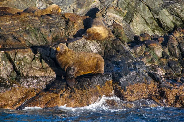 Seelöwen Ruhen Auf Felseninsel Beagle Kanal Uhuaia Feuerland Argentinien — Stockfoto