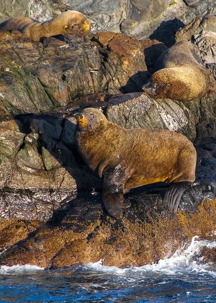Sziklás Szigeten Pihenő Oroszlánfókák Beagle Channel Ushuaia Tierra Del Fuego — Stock Fotó