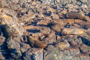 Kayalık adada dinlenen deniz aslanları, tazı kanalı, ushuaia, tierra del fuego, Arjantin