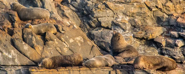 Морские Львы Отдыхающие Скалистом Острове Канал Бигл Ушуайя Огненная Земля — стоковое фото