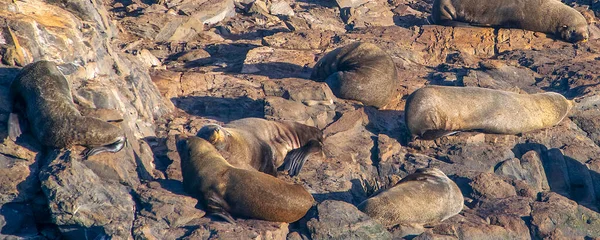 Zeeleeuwen Rustend Rotsachtig Eiland Beagle Channel Ushuaia Tierra Del Fuego — Stockfoto