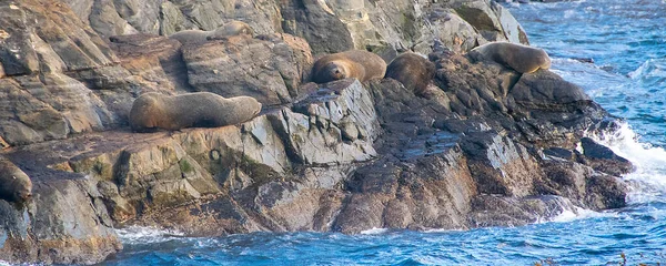 Sea Lions Resting Rocky Island Beagle Channel Ushuaia Tierra Del — Stock Photo, Image