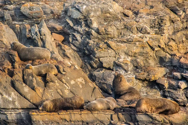 Lwy Morskie Spoczywające Skalistej Wyspie Kanał Beagle Ushuaia Tierra Del — Zdjęcie stockowe