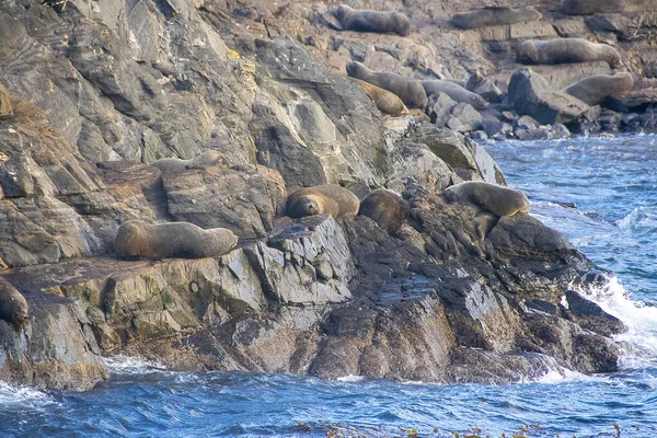 Otaries Reposant Sur Une Île Rocheuse Chenal Beagle Ushuaia Tierra — Photo