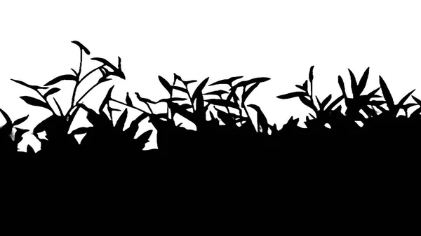 Big Plants Panoramic Isolated Black White Silhouette — Stock Photo, Image