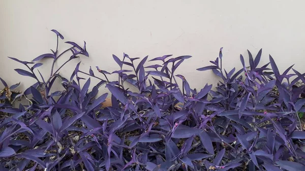 Plantes Exotiques Violettes Maison Extérieure Murale — Photo