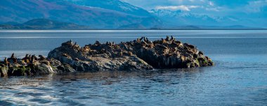 Kayalık adada dinlenen deniz aslanları, tazı kanalı, ushuaia, tierra del fuego, Arjantin
