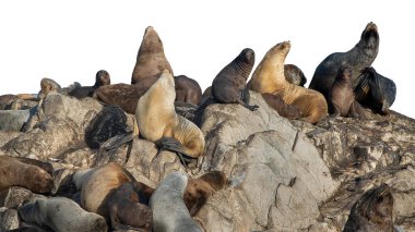 Kayalık adada dinlenen deniz aslanları izole fotoğraf, ushuaia, Arjantin