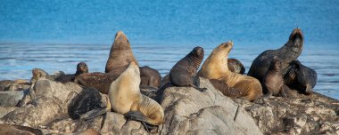 Kayalık adada dinlenen deniz aslanları, tazı kanalı, ushuaia, tierra del fuego, Arjantin