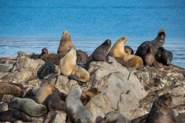 Kayalık adada dinlenen deniz aslanları, tazı kanalı, ushuaia, tierra del fuego, Arjantin