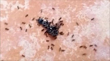 Üst görünüm, böcek yiyen siyah karıncalar ev içi grupları