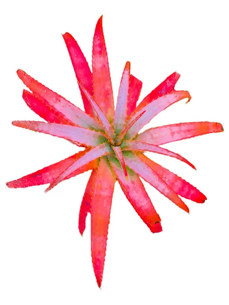 Top View Lövés Rózsaszín Aloe Vera Növény Elszigetelt Fotó — Stock Fotó