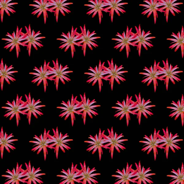芦荟红色植物花序图案 — 图库照片