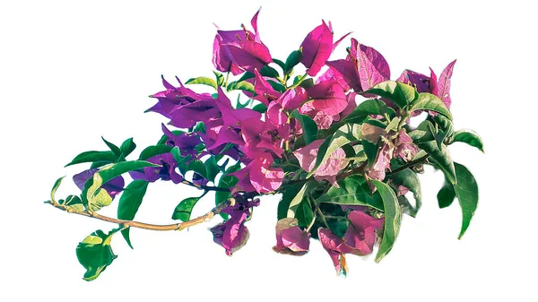 Bougainvillea Blume Isoliert Auf Weißem Hintergrund Geschnitten Foto — Stockfoto