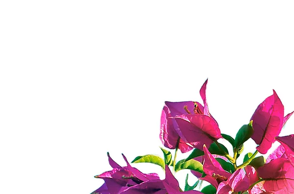 Weißer Hintergrund Mit Bouginvillea Blume Floralen Rand — Stockfoto