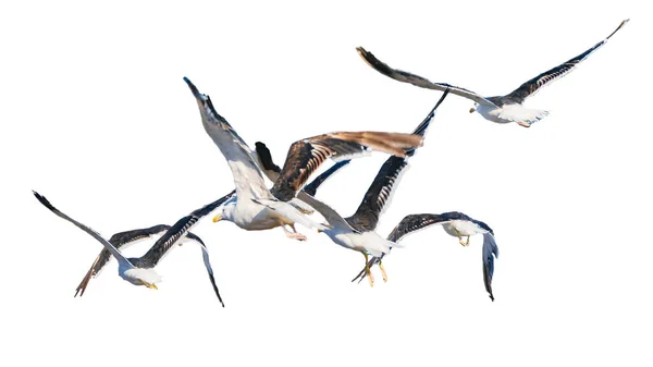 Група Чайок Літають Ізольовані Білому Фоні Фото — стокове фото