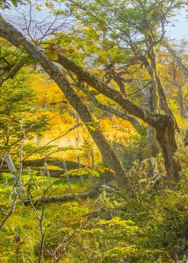 Tierra del Fuego 'da orman yolunda yürüyüş ulusal park, ushuaia, Arjantin