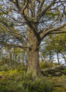 Ormanda büyük bir ağaç, Tierra del Fuego Ulusal Parkı, Uhuaia, Arjantin