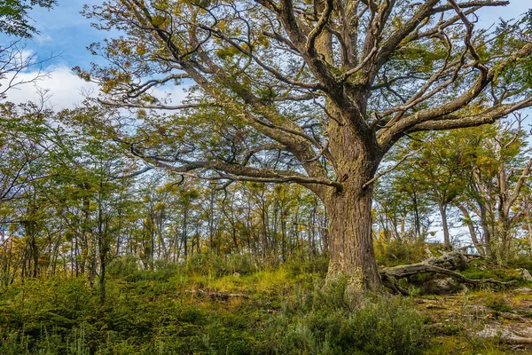 Árvore Grande Floresta Parque Nacional Tierra Del Fuego Ushuaia Argentina — Fotografia de Stock