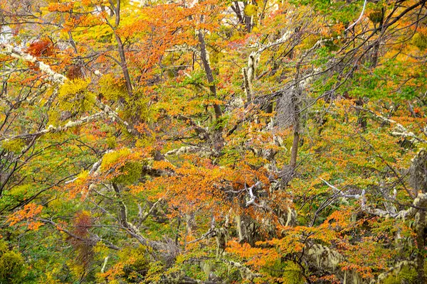 Stämme Und Blätter Landschaft Wald Des Nationalparks Feuerland Uhuaia Argentinien — Stockfoto