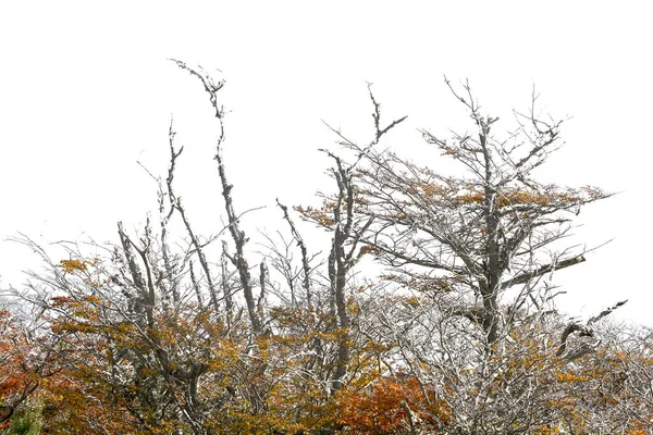 Patagonische Bäume Landschaft Foto Isoliert Auf Weißem Hintergrund — Stockfoto