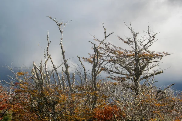 Torra Träd Landskap Skogen Cabo San Palbo Tierra Del Fuego — Stockfoto