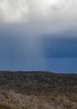 Faro San Pablo 'dan uzun menzilli yağmur ormanları, Cabo San Pablo, Tierra del Fuego, Arjantin