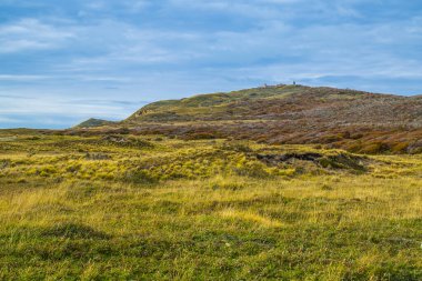 Arka planda çayır ve küçük tepe ormanı, Tierra del Fuego ili, Arjantin