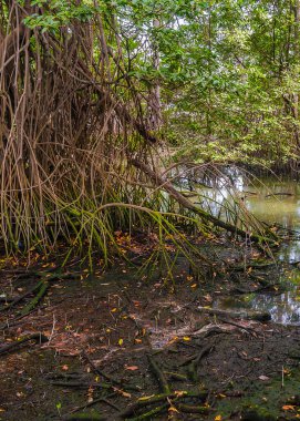 Nehirdeki mangrovlar, park keneviri, guayaquil, ekvador