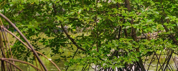 Mangroves trees at river, parque lineal kennedy, guayaquil, ecuador