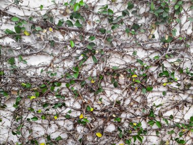 Dışarıdaki bütün duvarları kaplayan büyük bir tırmanma tesisi.