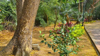Boş Kentsel Keneddy Linear Park 'ta güneşli bir gün, guayaquil, Ekvador