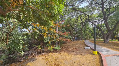 Boş Kentsel Keneddy Linear Park 'ta güneşli bir gün, guayaquil, Ekvador