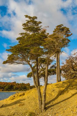 Torito Körfezi, Tierra del Fuego Eyaleti, Arjantin 'deki boş, sessiz, vahşi kıyı manzarası.