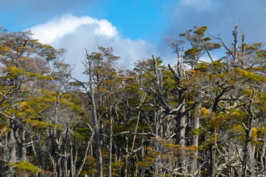 Güzel orman Lenga Ağaçları, Torito Körfezi, Tierra del Fuego Bölgesi, Arjantin